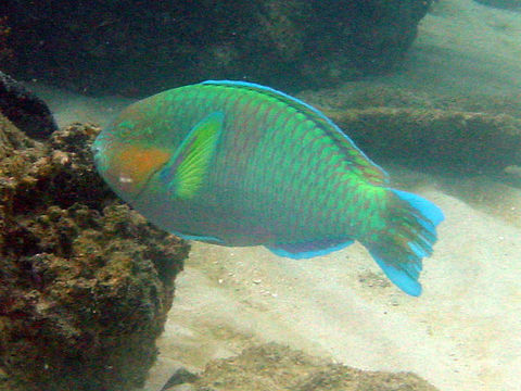 Image of Rivulated parrotfish