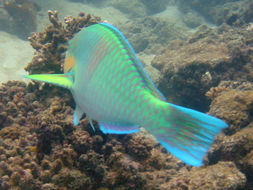 Image of Rivulated parrotfish