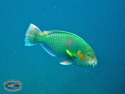 Image of Rivulated parrotfish