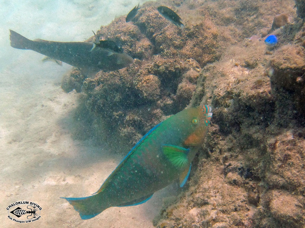 Image of Rivulated parrotfish