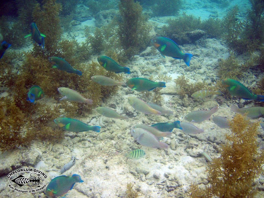 Image of Rivulated parrotfish