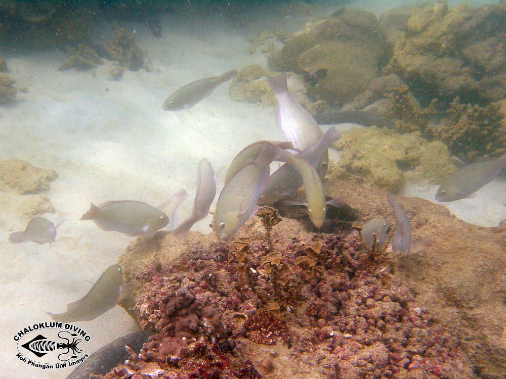 Image of Rivulated parrotfish