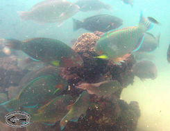 Image of Rivulated parrotfish