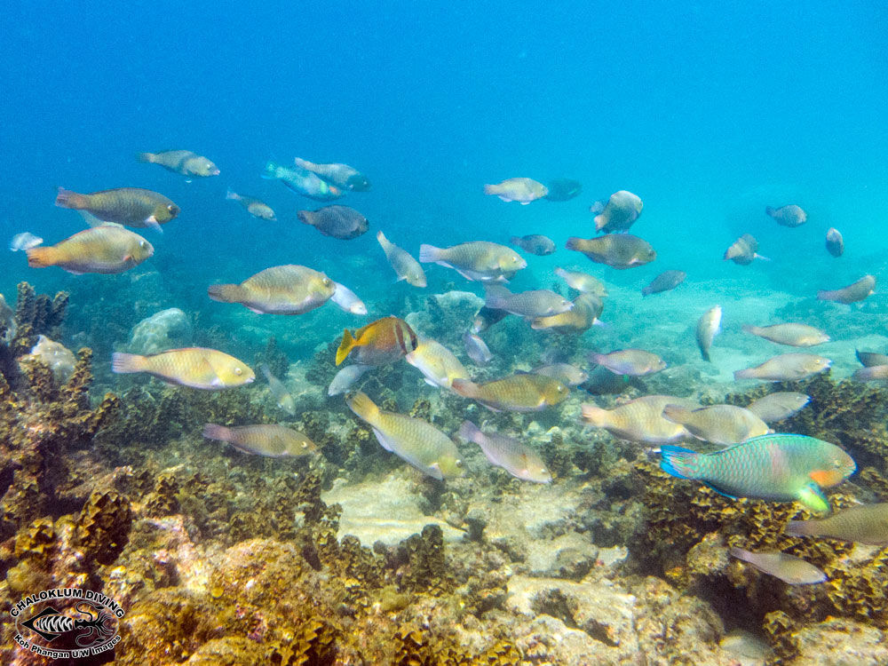 Image of Rivulated parrotfish