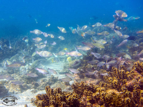 Image of Rivulated parrotfish