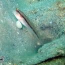 Image of Black-line shrimp-goby