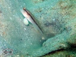 Image of Black-line shrimp-goby