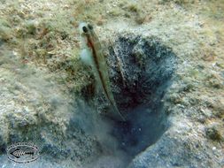 Image of Black-line shrimp-goby