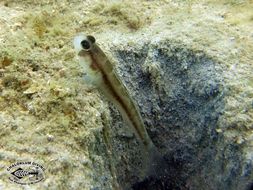 Image of Black-line shrimp-goby