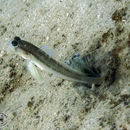 Image of Black-line shrimp-goby