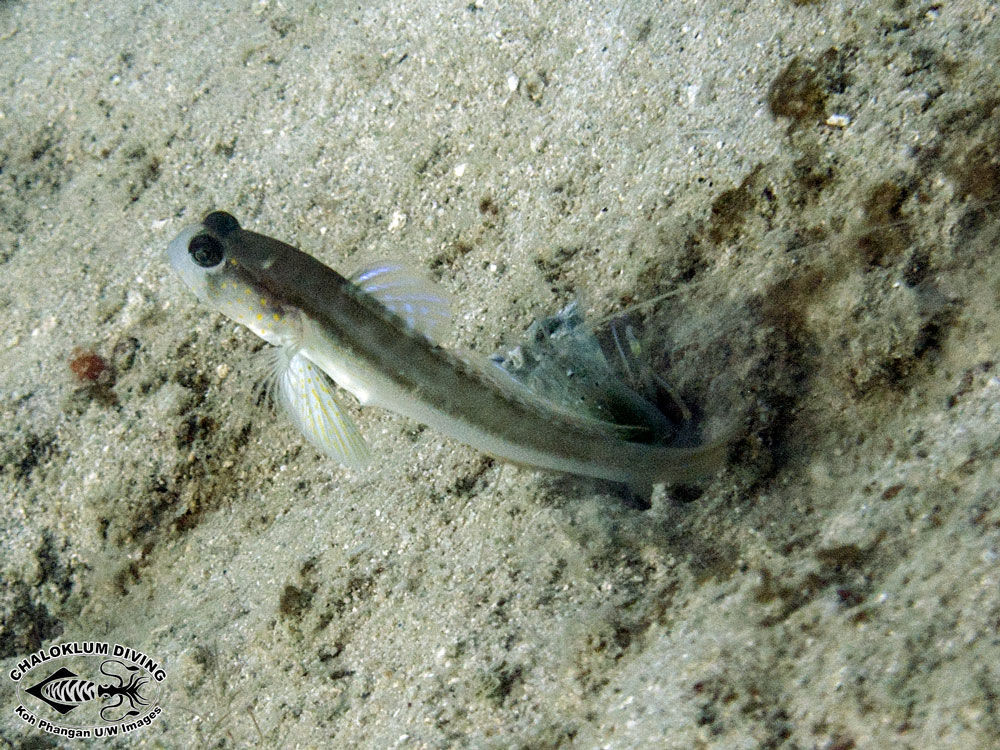 Image of Black-line shrimp-goby