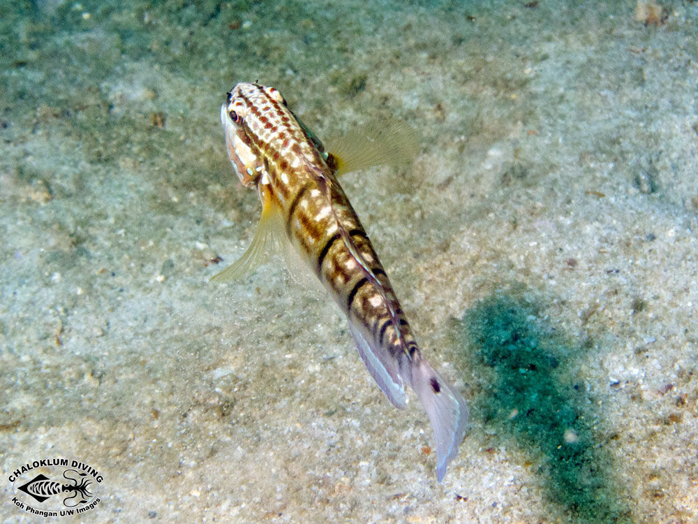 Imagem de Amblygobius phalaena (Valenciennes 1837)