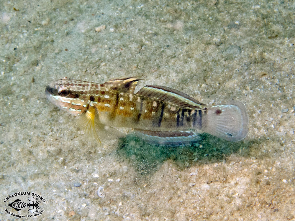 Image of Amblygobius semicinctus