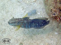 Image of Amblygobius semicinctus