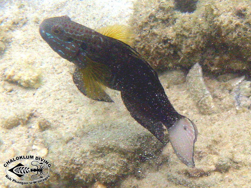 Image of Amblygobius semicinctus