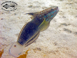 Imagem de Amblygobius phalaena (Valenciennes 1837)