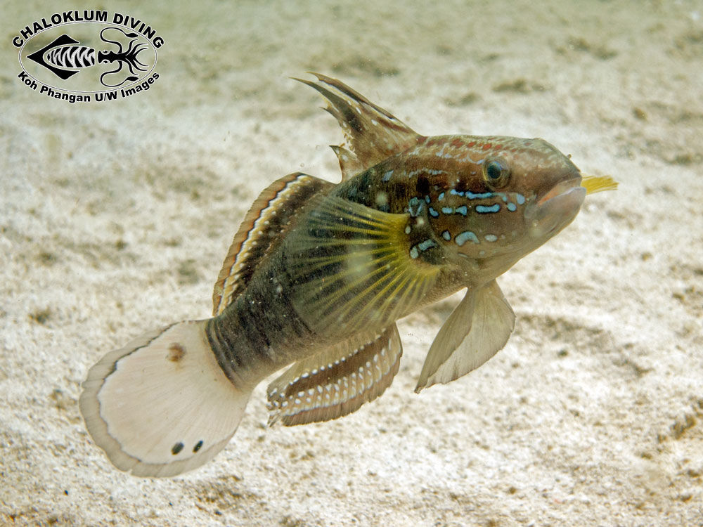 Image of Amblygobius semicinctus