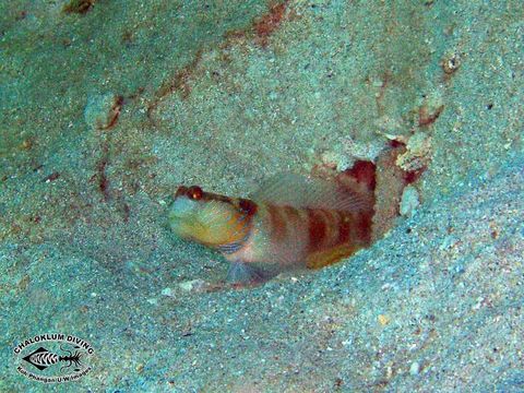 Image of Lagoon shrimp-goby