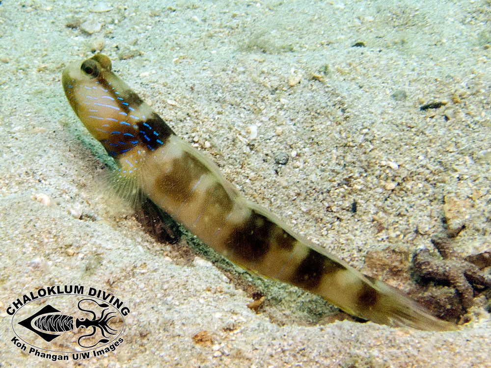 Image of Lagoon shrimp-goby