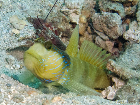 Image of Lagoon shrimp-goby