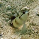 Image of Masked shrimpgoby