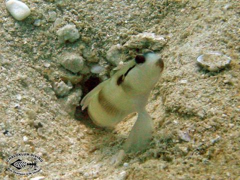 Image of Masked shrimpgoby