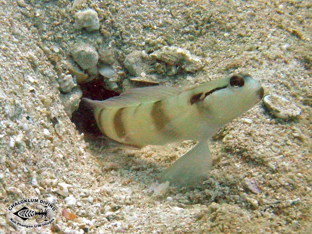 Image of Masked shrimpgoby