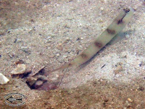 Image of Masked shrimpgoby