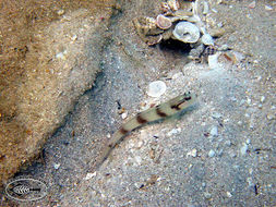 Image of Masked shrimpgoby