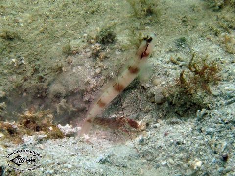 Image of Masked shrimpgoby