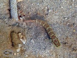 Image of Broad-banded shrimpgoby