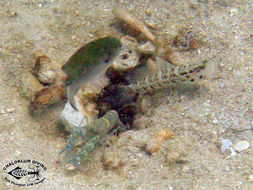 Image of Broad-banded shrimpgoby