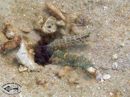 Image of Broad-banded shrimpgoby