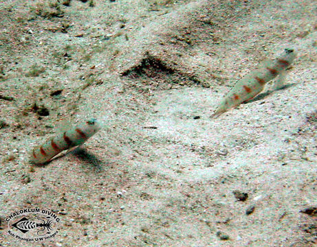 Image of Redmargin shrimpgoby