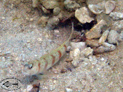 Image of Redmargin shrimpgoby