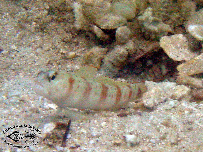 Image of Redmargin shrimpgoby