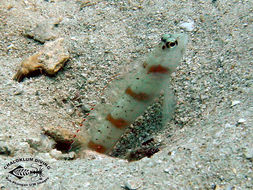 Image of Redmargin shrimpgoby