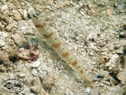 Image of Redmargin shrimpgoby