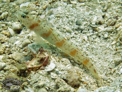 Image of Redmargin shrimpgoby