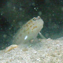 Image of Gold-specked prawn-goby