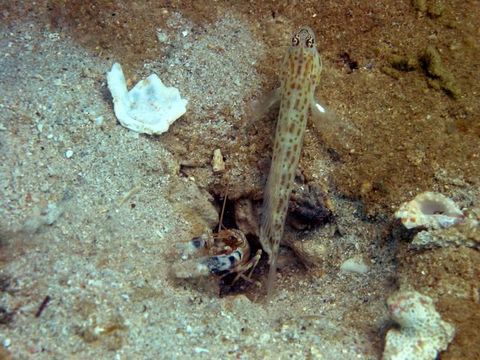 Image of Gold-specked prawn-goby