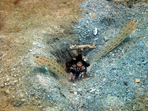 Image of Gold-specked prawn-goby