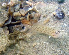 Image of Gold-specked prawn-goby