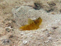 Image of Yellow prawn-goby