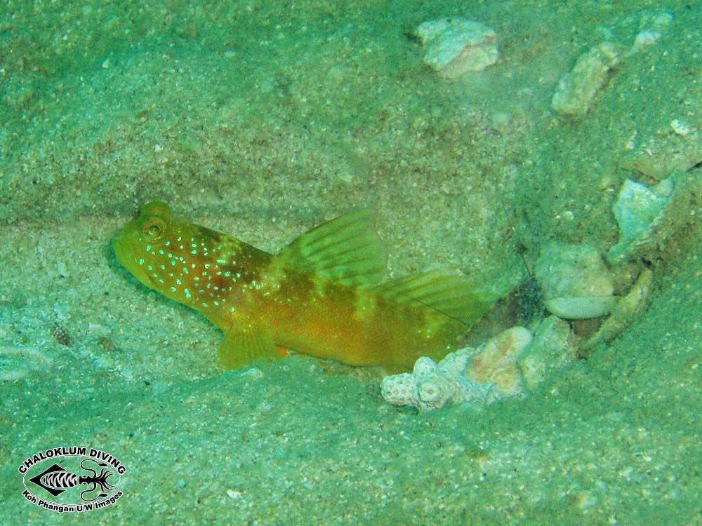 Image of Yellow prawn-goby