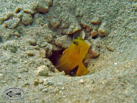 Image of Yellow prawn-goby