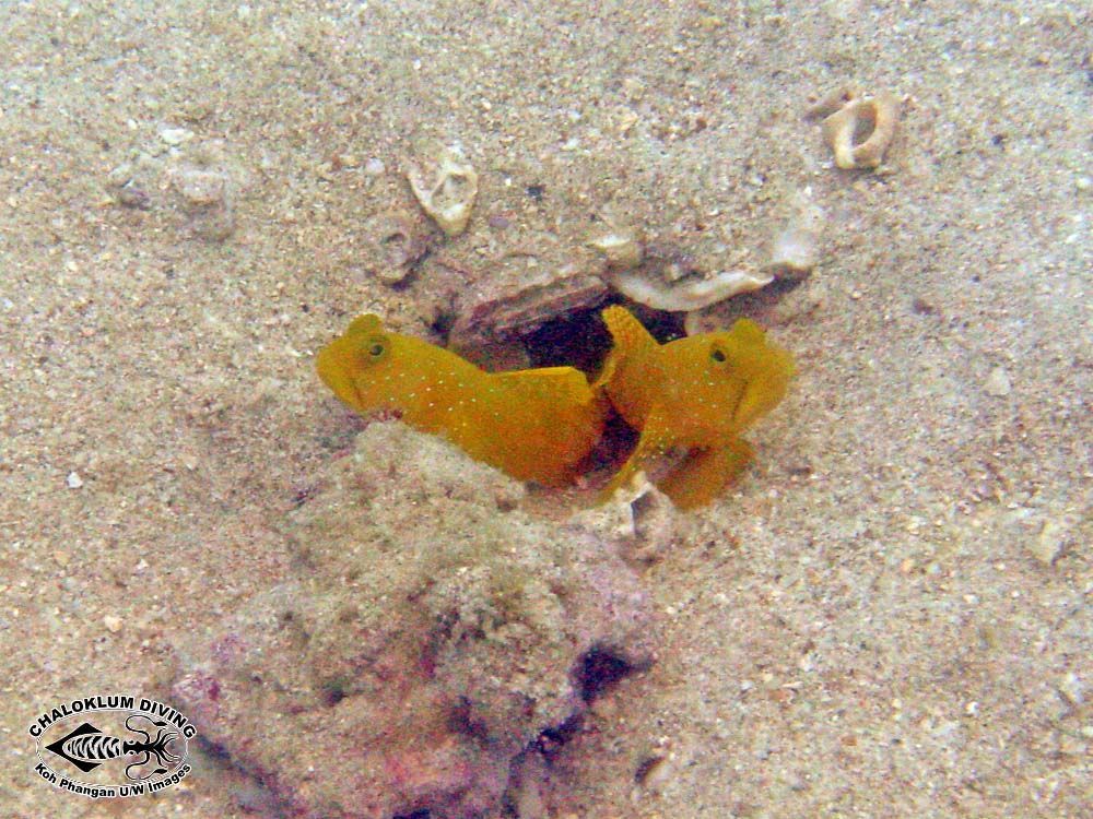 Image of Yellow prawn-goby