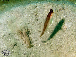 Image of gobies