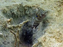 Image of Flagfin prawn goby