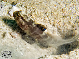 Image of Flagfin prawn goby